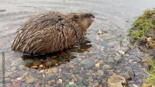 Muskrat in the water near the river bank 