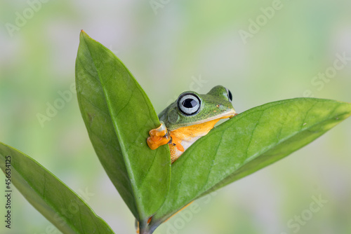 Flying green tree frog on a leaf