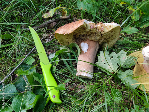 Green knife and edible mushroom in the wild autumn forest, natural harvest, gifts of nature