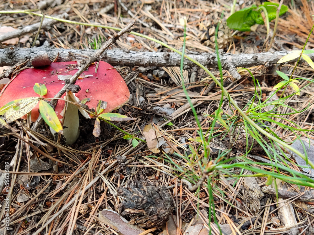 Edible mushroom in a wild autumn forest, natural harvest, gifts of nature Edible mushroom in a wild autumn forest, natural harvest, gifts of nature