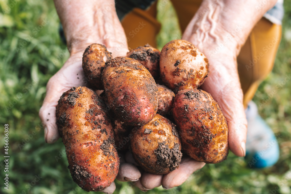 Fresh potatoes harvest very old woman's hands. Fresh potatoes harvest very old woman's hands.
