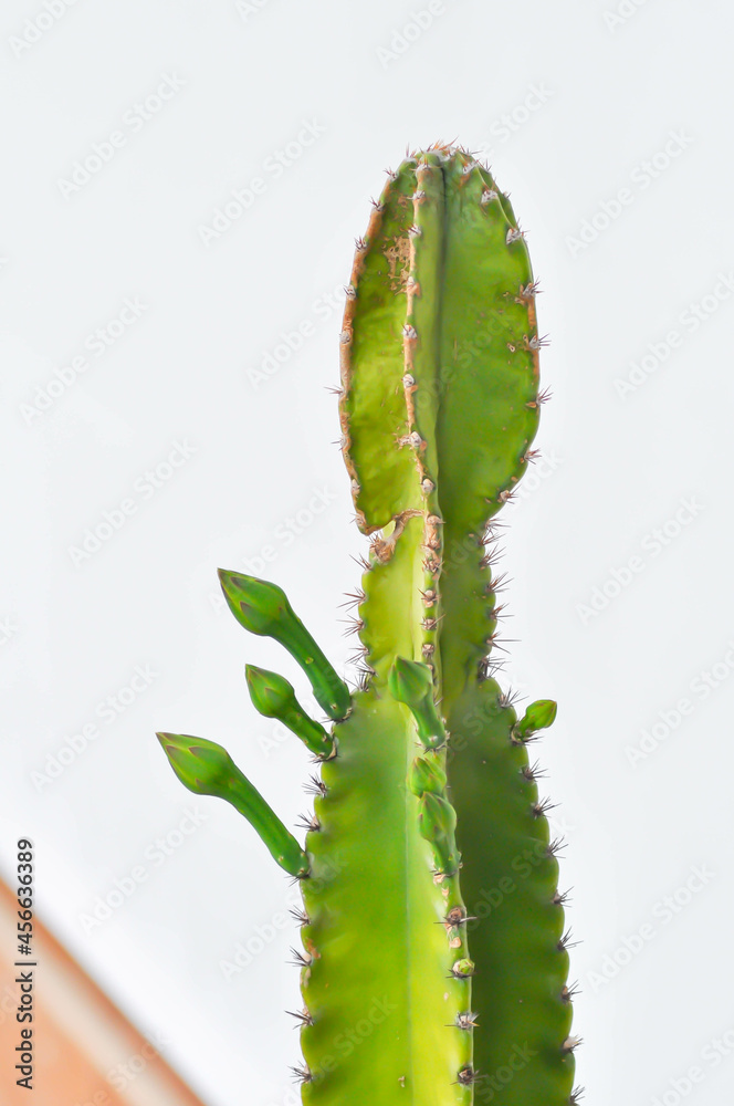 Cereus sp, Fairy Castle or Cereus peruvianus ,castus Cereus sp, Fairy Castle or Cereus peruvianus ,castus