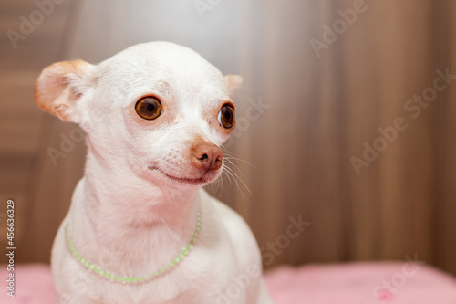perro chihuahua mascota blanca ojos hermosos adorable mascota tierna 