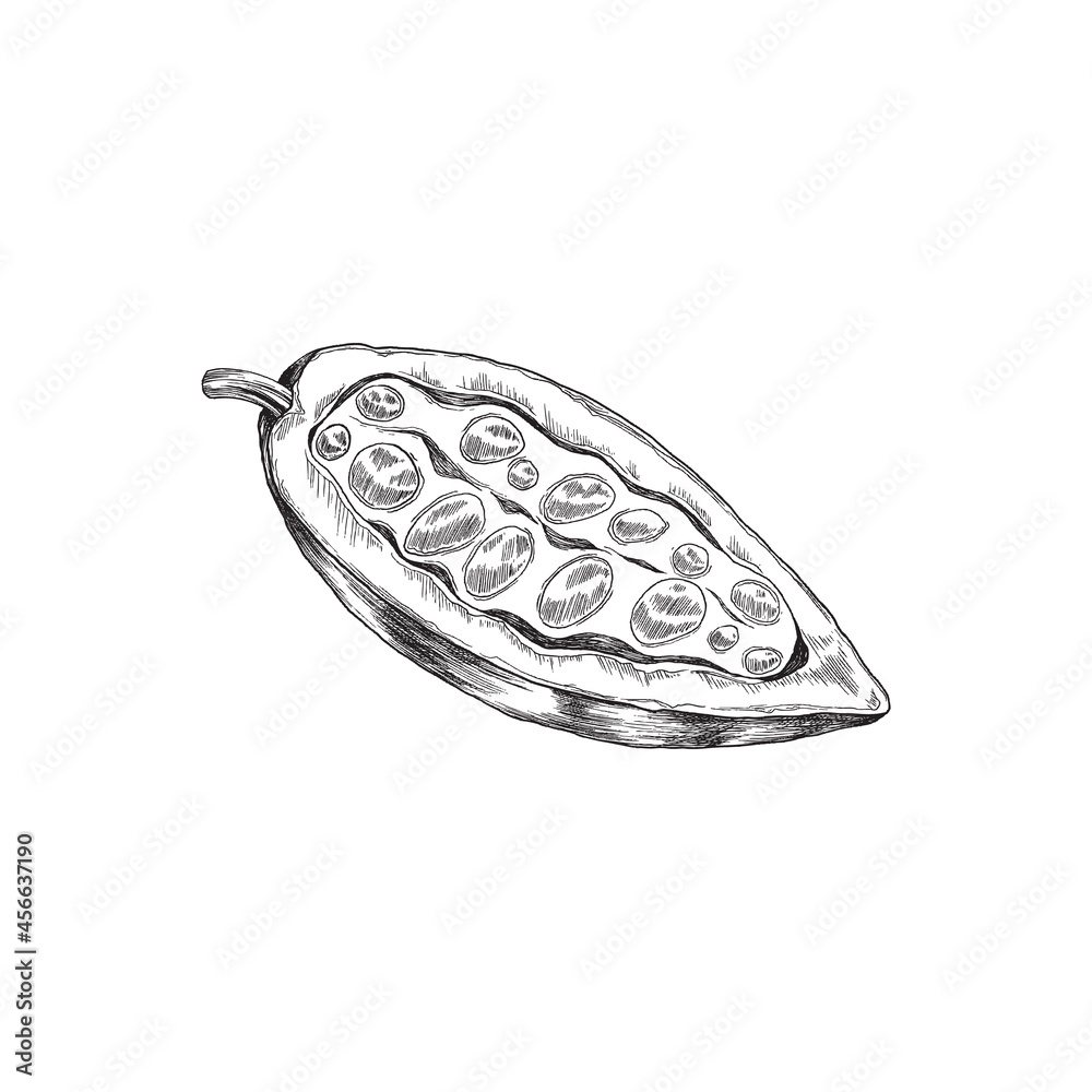 Half fruit of chocolate cacao bean with seeds a vector isolated illustration. Half fruit of chocolate cacao bean with seeds a vector isolated illustration.