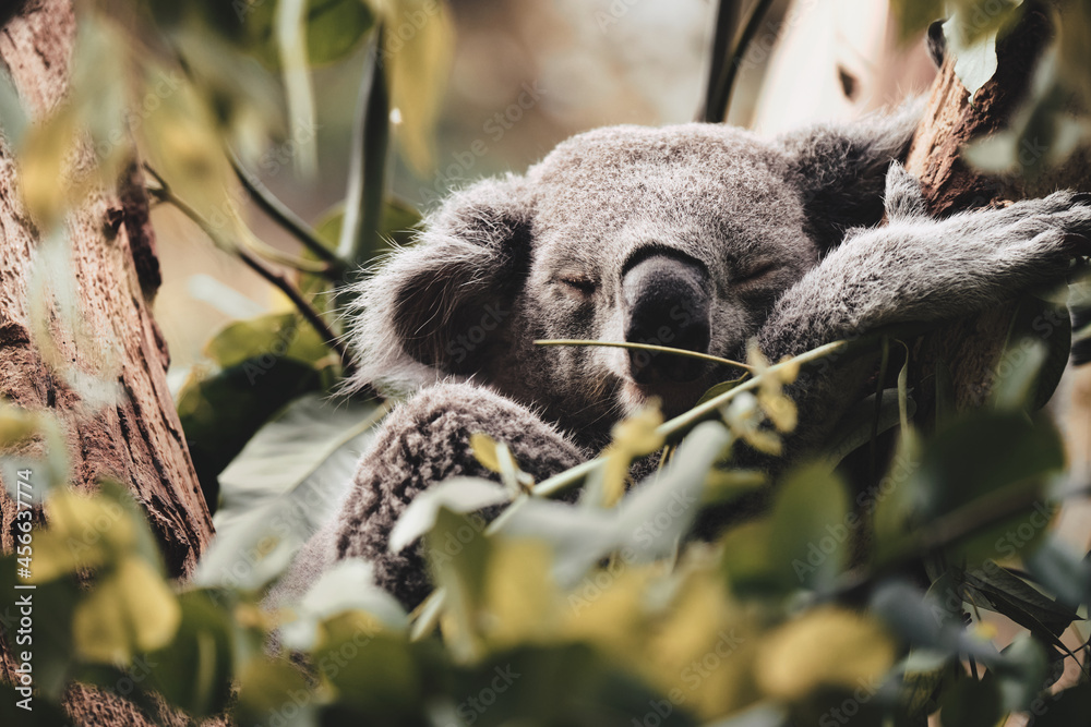 Fototapeta premium Koala Bär 