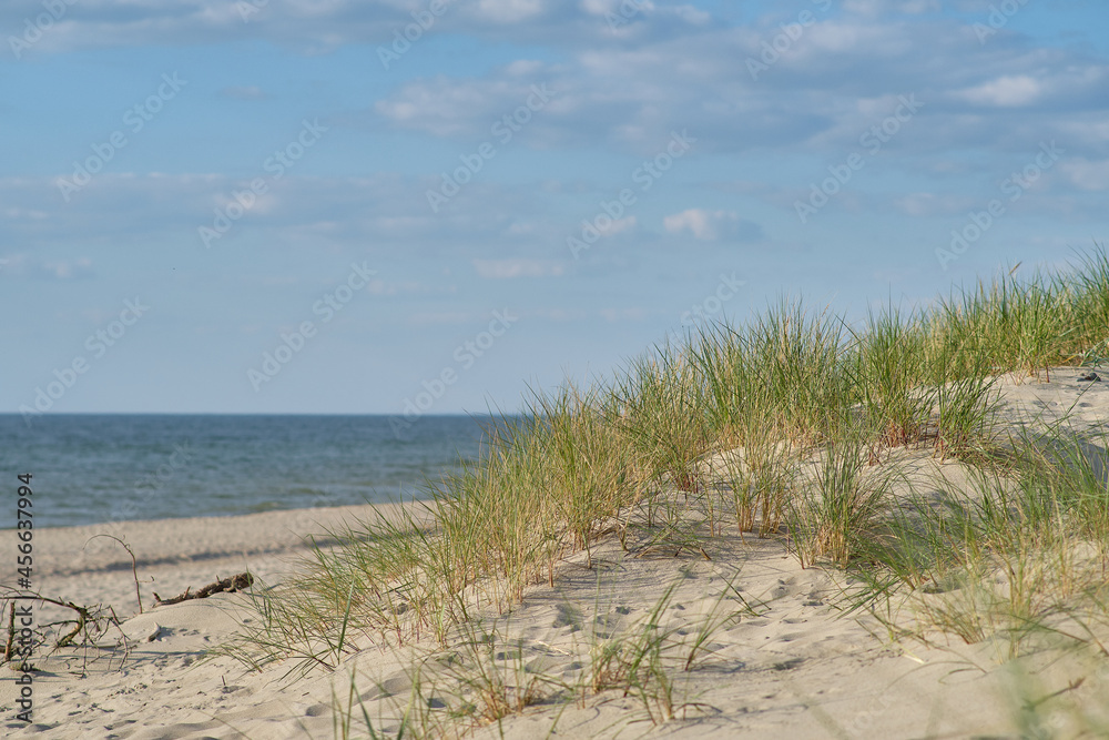 Sand dunes of the russian part Curonian Spit. Kaliningrad region, Russia