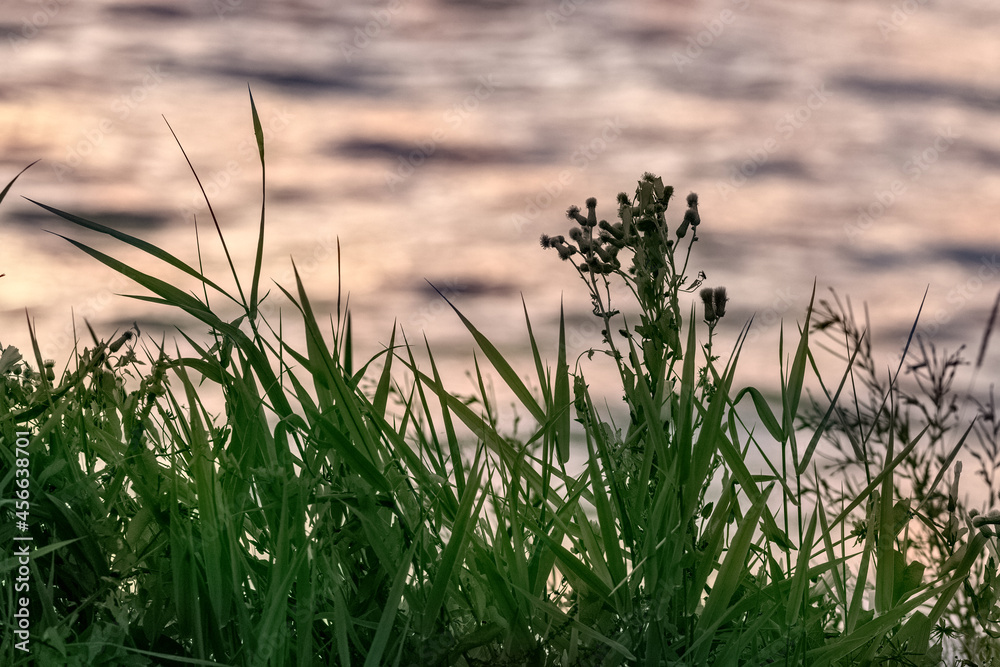 tall wild green grass growing on the bank of a lake