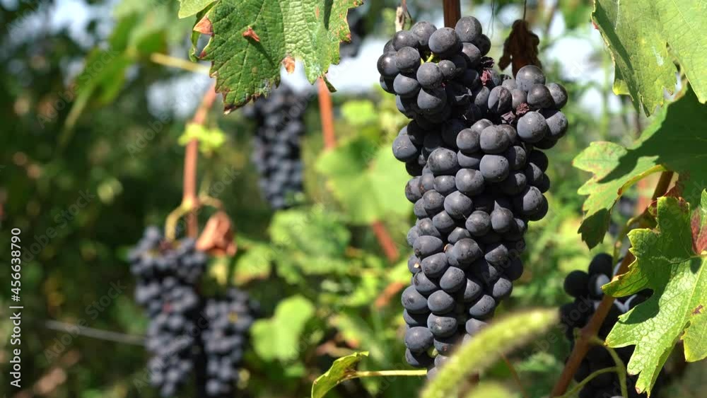 Strong wind in ripe red wine grape vineyard, sunny bright weather - static shot