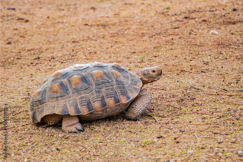 Close up shot of Desert tortoise walking on the ground