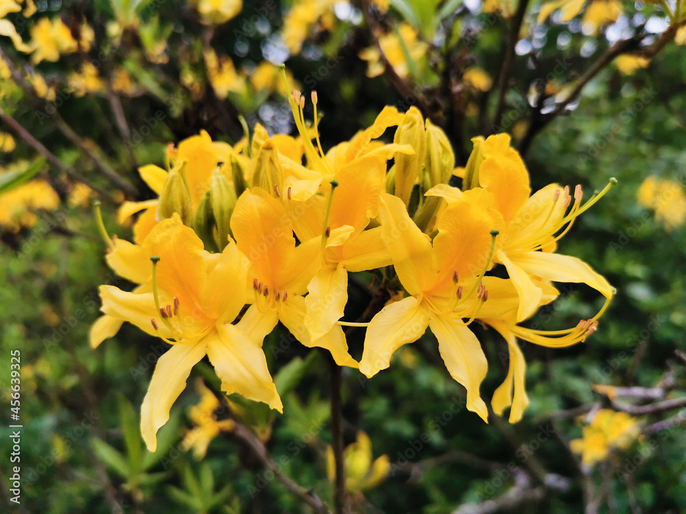 Fototapeta premium Flowers and buds of yellow rhododendron in the botanical garden of St. Petersburg.