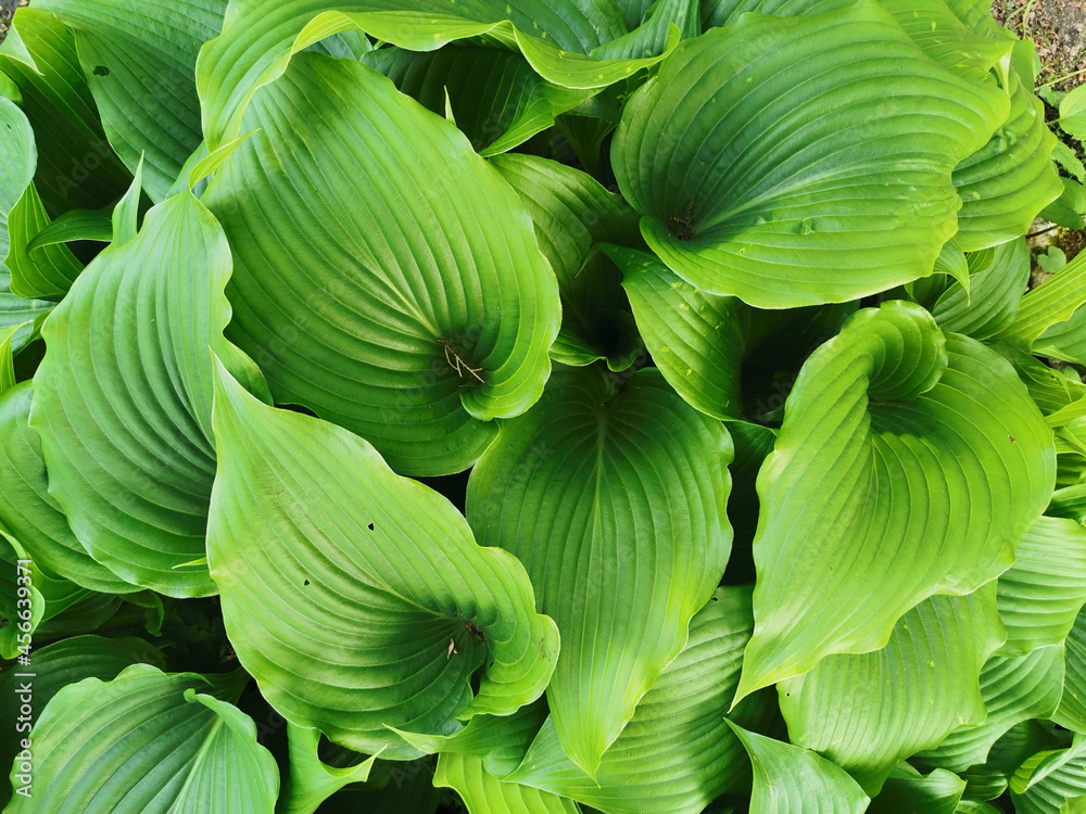 Large glossy green hosta leaves, top view, in the Botanical Garden of St. Petersburg.