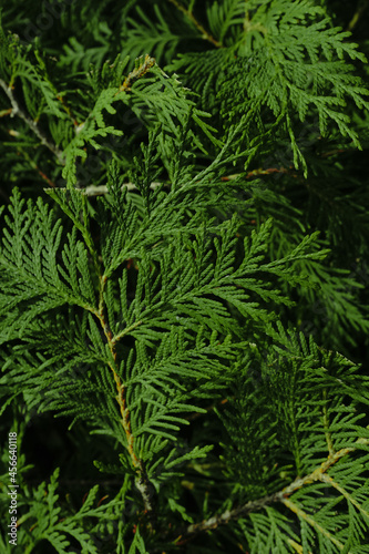 Cedar branches background. Thuja occidentalis. Evergreen garden plant.