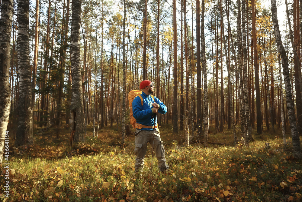 autumn camping in the forest, a male traveler is walking through the forest, yellow leaves landscape in October. autumn camping in the forest, a male traveler is walking through the forest, yellow leaves landscape in October.