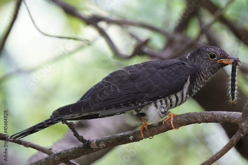 oriental cuckoo on the branch