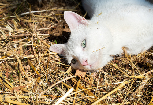 Canvas Print White cat with green eyes portrait