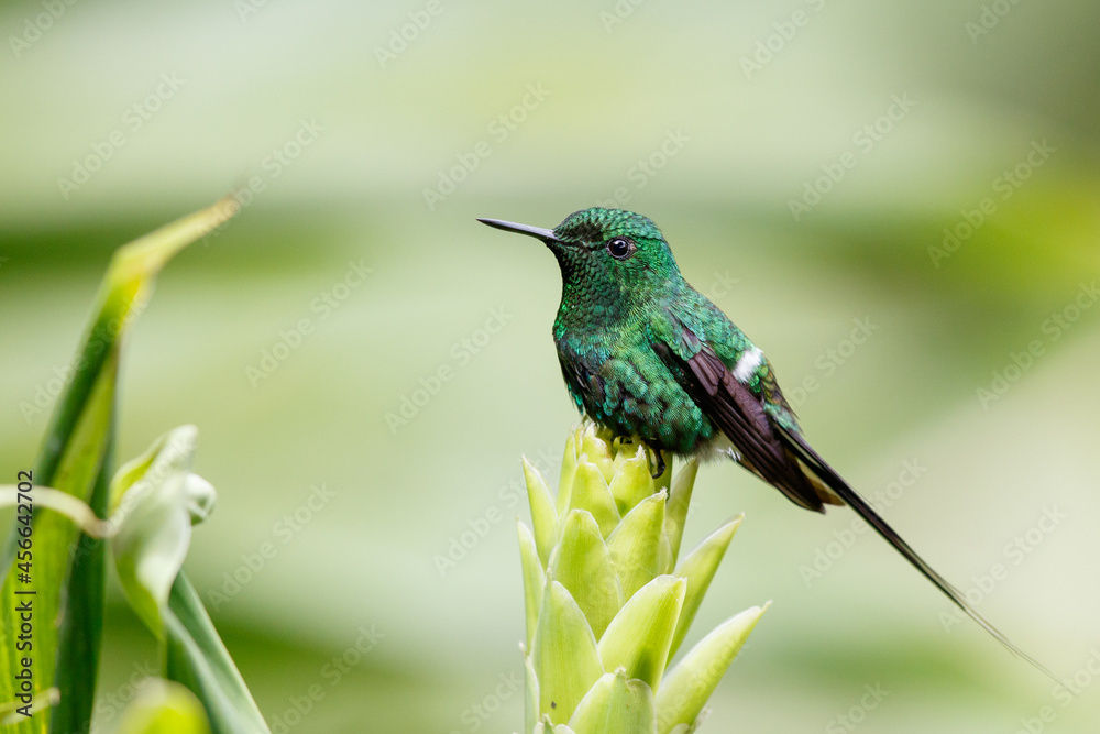 Fototapeta premium Selective focus of a hummingbird on a beautiful flower against a blurred background