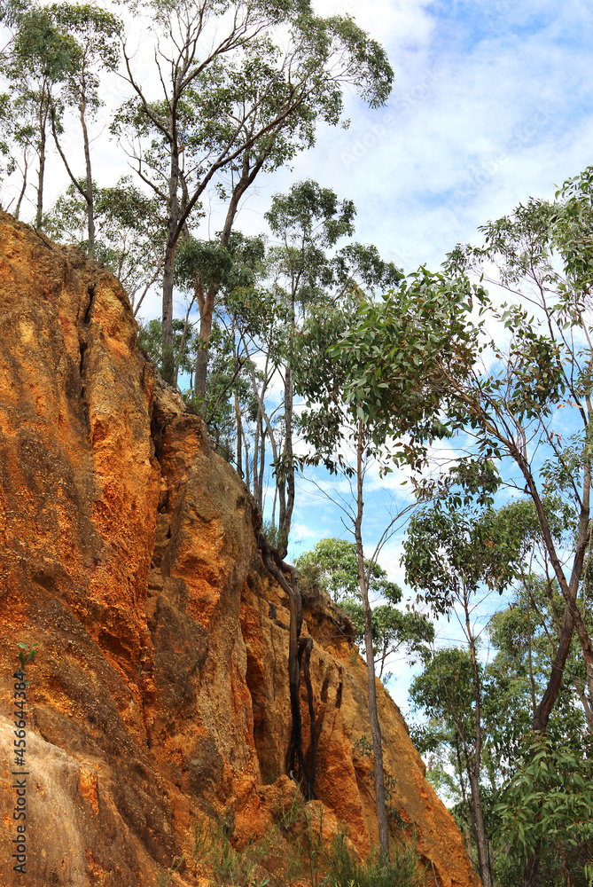 Eeucalypt trees in Australian outback, Victoria Eeucalypt trees in Australian outback, Victoria