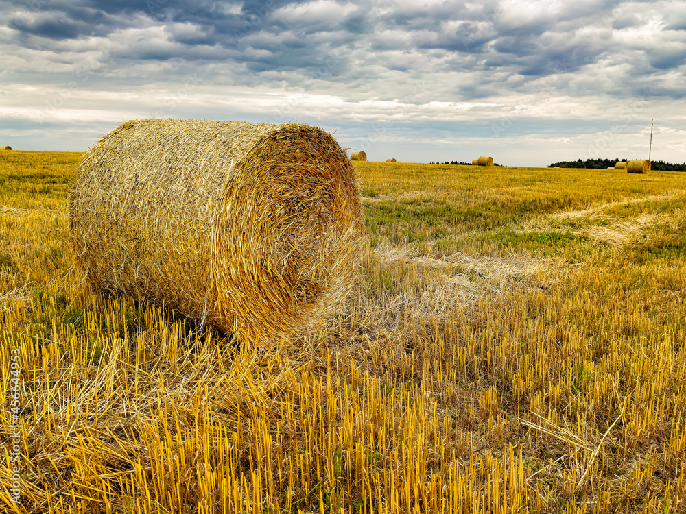 Straw in rolls on the field after harvesting.