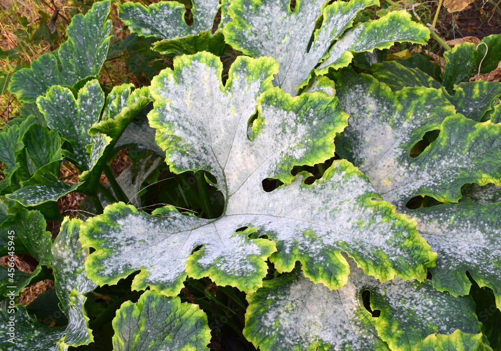 Powdery mildew is a fungal disease that affects a wide range of plants
