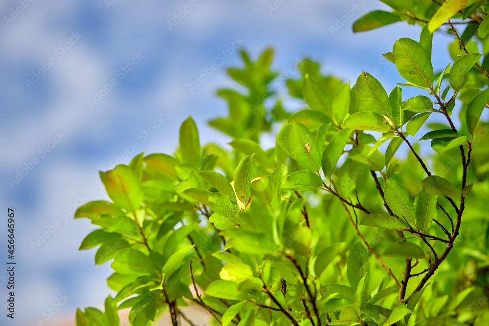 green leaves against blue sky green leaves against blue sky