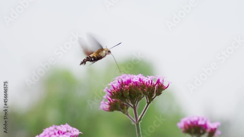 slow motion of close up of one hummingbird hawk-moth insect flying feeding on flowers photo