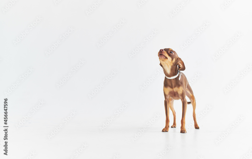 little dog domestic grooming posing Studio little dog domestic grooming posing Studio