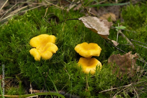 Chanterelles mushrooms in forest. Healthy and delicates food.