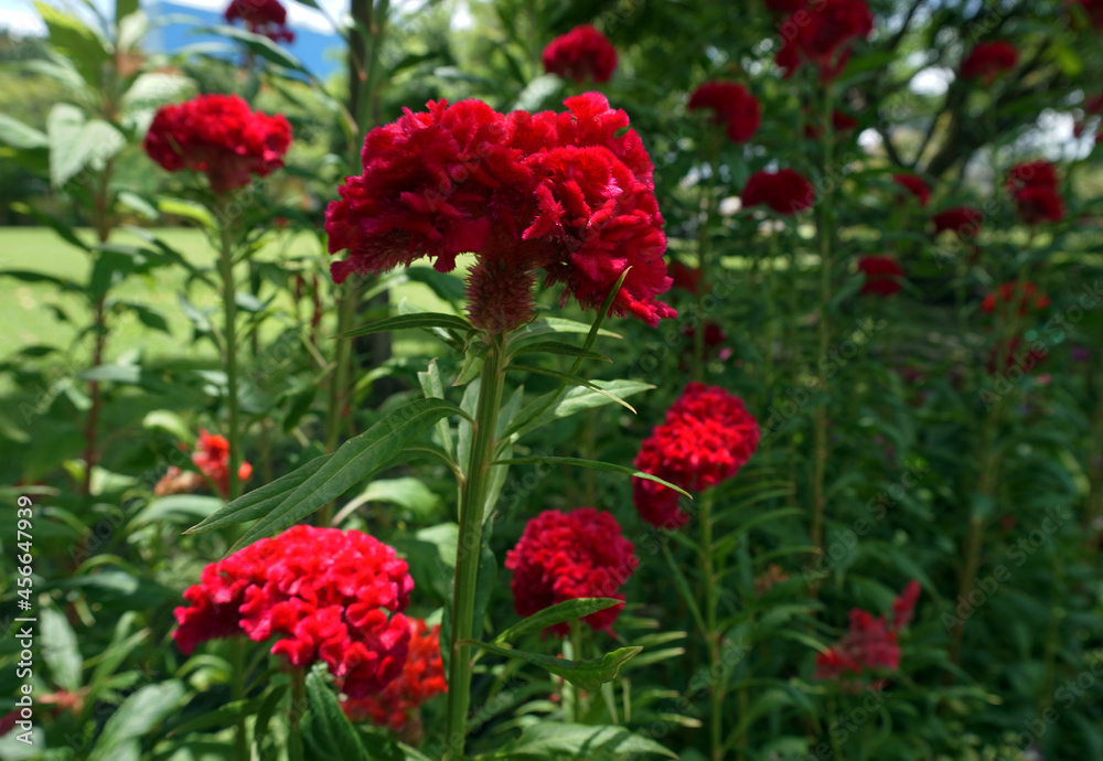 
Colorful morning of flowers in the garden