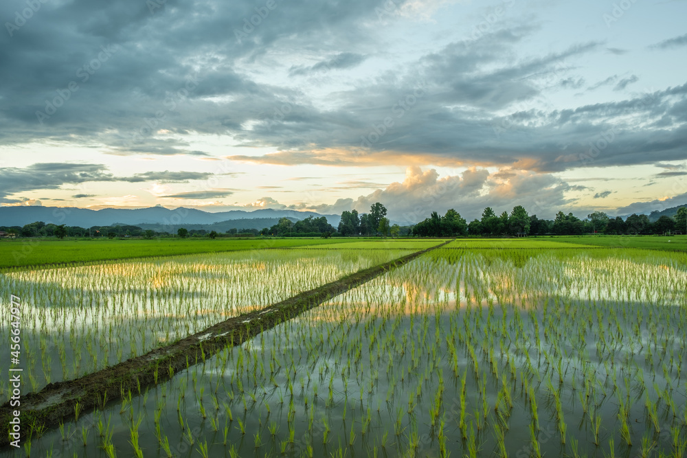 The rice fields in the countryside when the sun is about to go down.