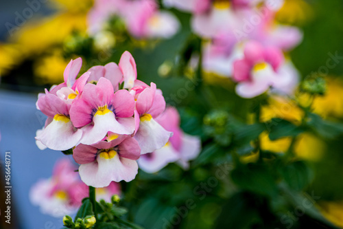 甘い香りが魅力的。淡ピンクと白の組み合わせに黄色の花芯がアクセントで秋から春まで楽しめるのがこちらのネメシア。