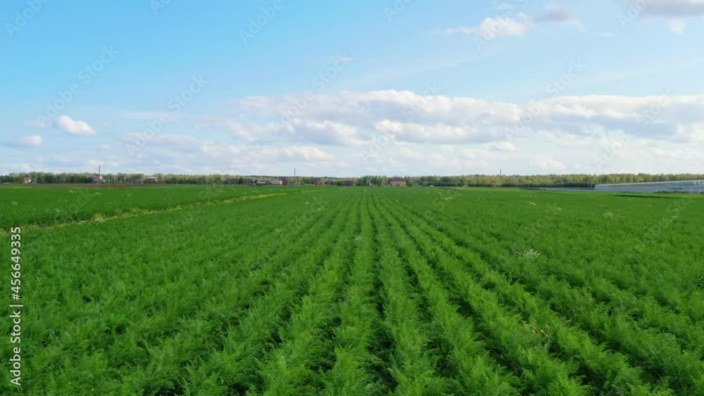 Fly over carrot fields. Endless rows of carrots. Fly over carrot fields. Endless rows of carrots.