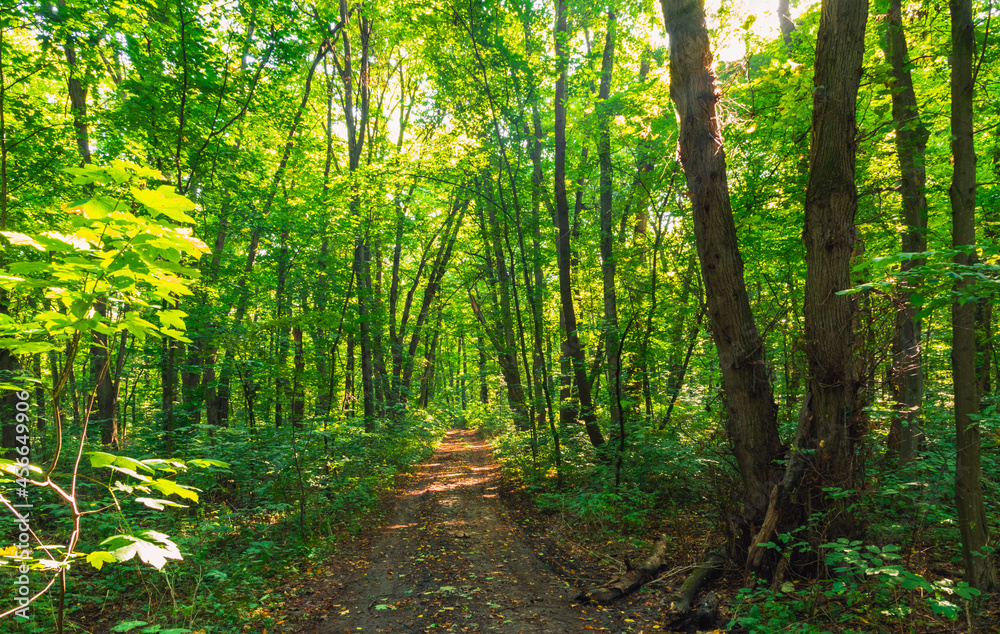 road through the morning autumn forest road through the morning autumn forest
