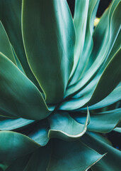 Keuken achterwand Turquoise Groene cactus textuur close-up  © Tommy