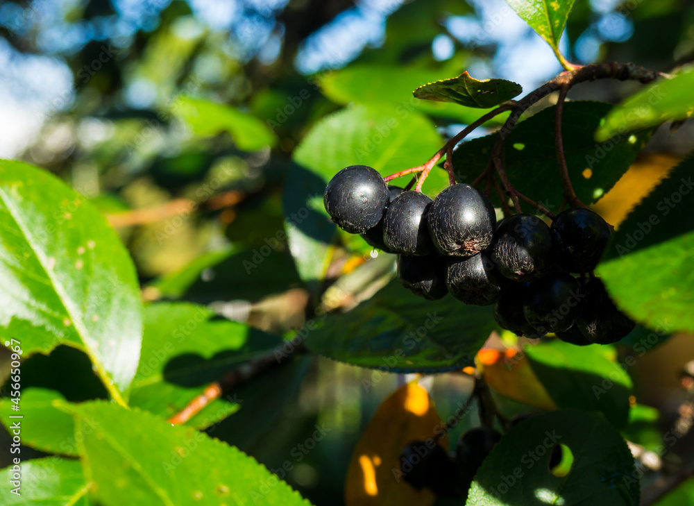 Chokeberry on a branch in an autumn garden close up Chokeberry on a branch in an autumn garden close up