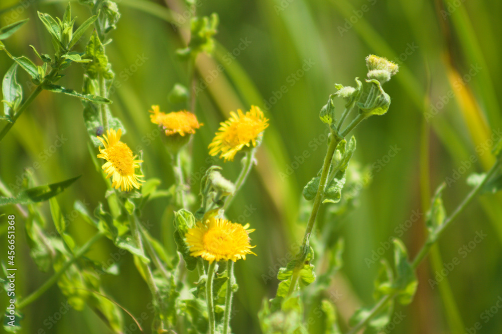 Common fleabane in bloom closeup with selective focus on foreground Common fleabane in bloom closeup with selective focus on foreground