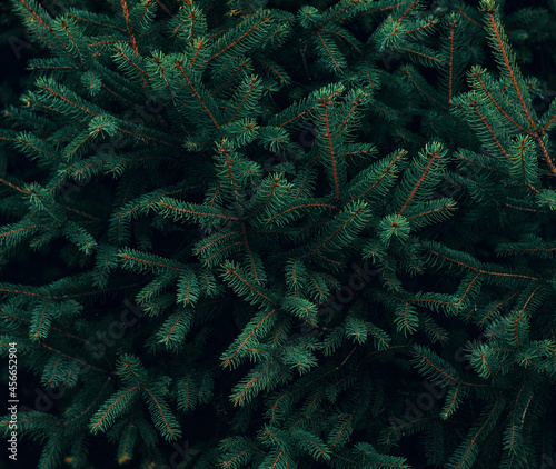 Green pine tree close up background 