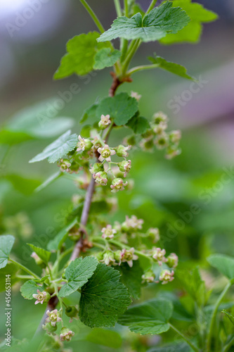 Flowers of blackcurrant on branch with bokeh background macro. Young currant berries on branches of bush, Ribes nigrum. 