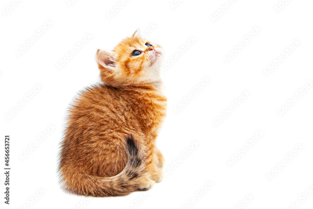 Obraz premium Funny ginger British shorthair kitten.