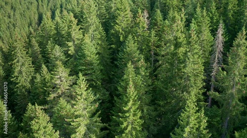 Treetops of evergreen dense forest - tops of green fir, cedar and pine trees in national park. Aerial top view on a sunny day of unspoiled nature. Climate control and environmental protection concept. photo