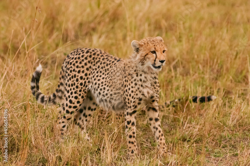 Guépard Acinonyx Jubatus Masaï Mara Afrique Kenya
