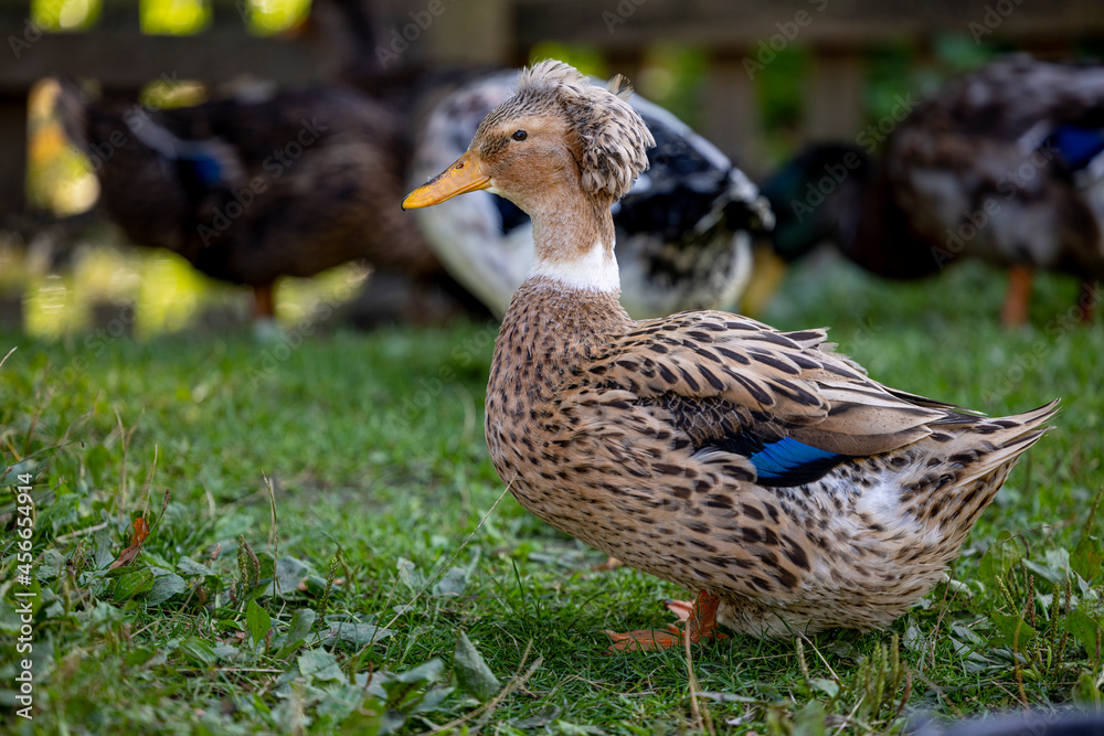 Old Polish crested duck with an interesting hairstyle, walking on green grass - Warmia and Masuria, Poland Old Polish crested duck with an interesting hairstyle, walking on green grass - Warmia and Masuria, Poland