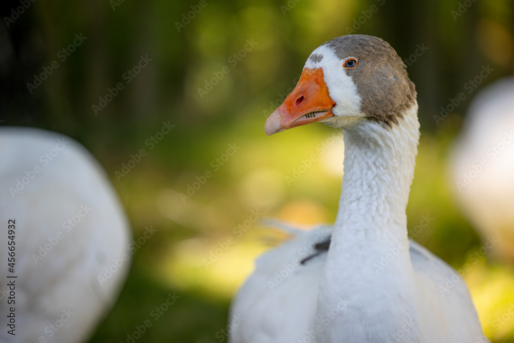 Portrait of a Kartuzy goose - orange beak, gray head and white neck - Warmia and Masuria, Poland Portrait of a Kartuzy goose - orange beak, gray head and white neck - Warmia and Masuria, Poland