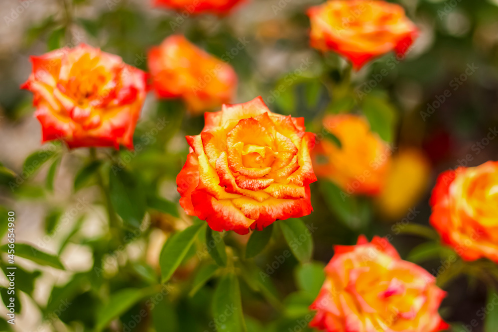 Beautiful yellow roses in the garden, roses for Valentine's Day or birthday. Beautiful yellow roses in the garden, roses for Valentine's Day or birthday.