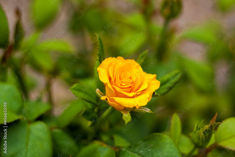 Beautiful yellow roses in the garden, roses for Valentine's Day or birthday. Beautiful yellow roses in the garden, roses for Valentine's Day or birthday.