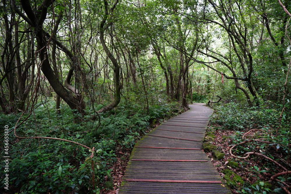 a refreshing summer forest with a walkway a refreshing summer forest with a walkway