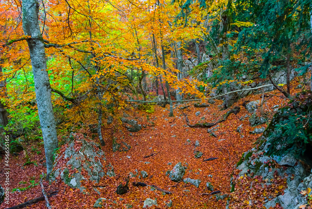 autumn forest with red dry leaves, beautiful natural seasonal background