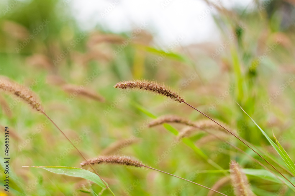 Meadow field with fluffy grass. Summer spring natural landscape. Green landscape background for a postcard, banner or poster. Meadow field with fluffy grass. Summer spring natural landscape. Green landscape background for a postcard, banner or poster.