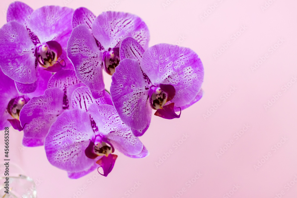 Fototapeta premium Beautiful orchids in a vase on a pink background. phalaenopsis close-up. Banner, panorama with space for text.