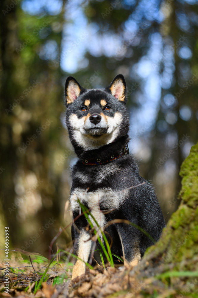 Shiba inu young dog in the forest early spring. Pet lifestyle.