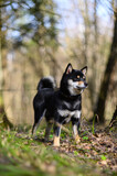 Shiba inu young dog in the forest early spring